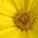 Yellow flowers in yellow flower by dawnbjohnson2