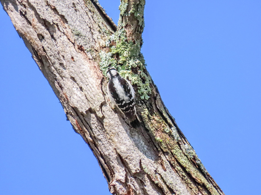 Oak, Lichen and Woodpecker  by mzzhope
