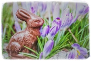 12th Apr 2020 - bunny hop