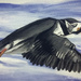 Puffin in flight (painting) by stuart46
