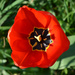 Red Tulip by arkensiel