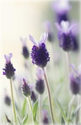 13th Apr 2020 - Spanish lavender (Lavandula stoechas) 