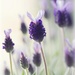 Spanish lavender (Lavandula stoechas)  by lastrami_