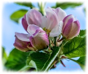 13th Apr 2020 - Apple Blossom Time