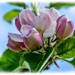 Apple Blossom Time by carolmw