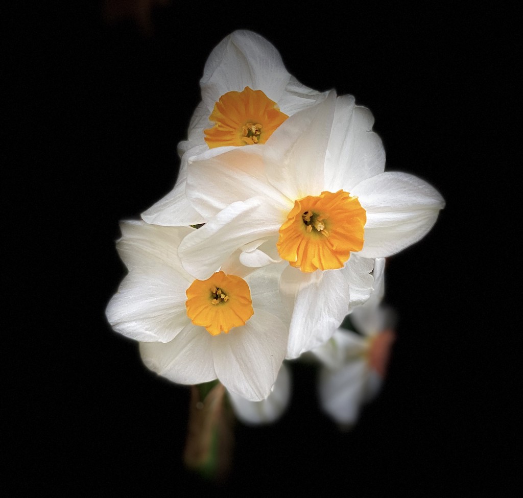 Daffodil by tinley23