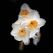 Daffodil by tinley23