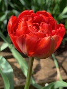 13th Apr 2020 - Tulip