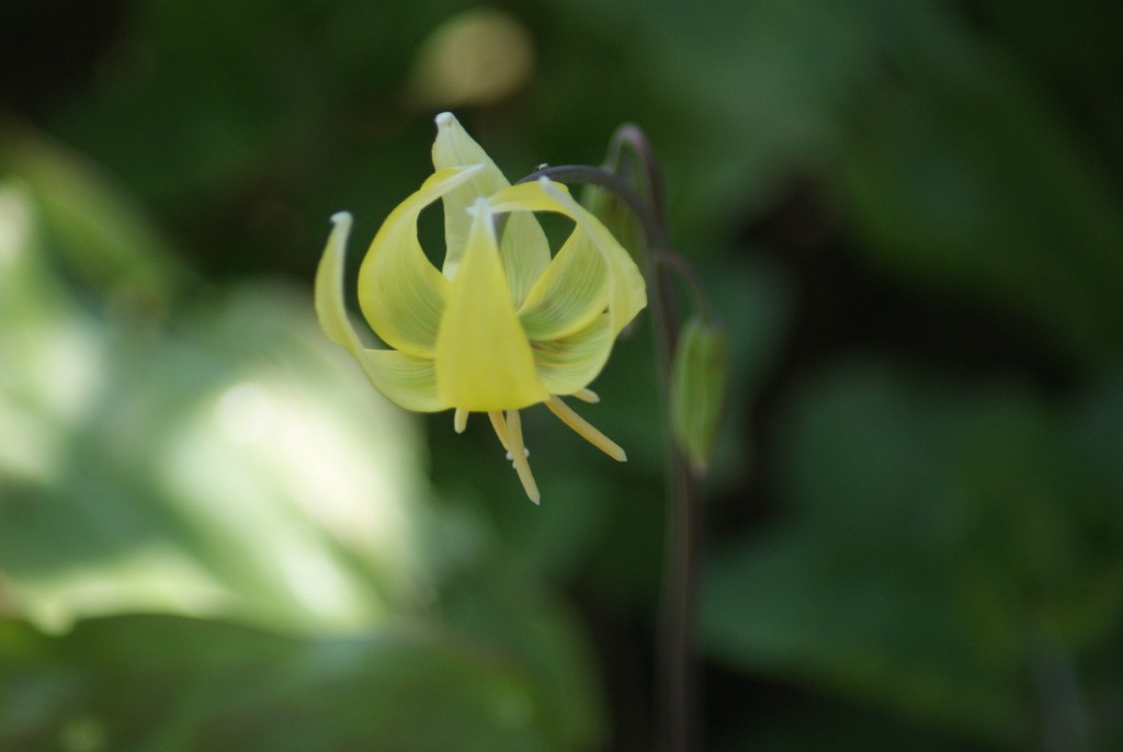 Dogs Tooth Violet by 365projectmaxine