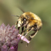 Landing Bee by shepherdmanswife