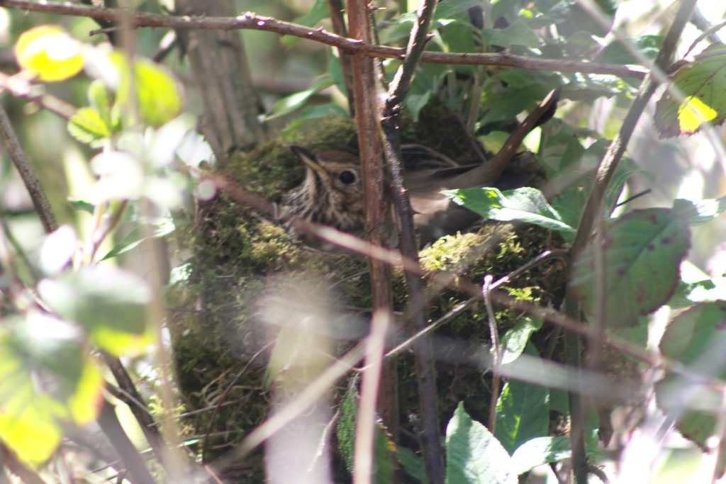 nesting songthrush by callymazoo