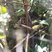 nesting songthrush by callymazoo