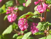 13th Apr 2020 -  Flowering Currant 