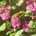  Flowering Currant  by susiemc