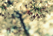 13th Apr 2020 - Blossoms 13
