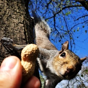 13th Apr 2020 - Hungry squirrel