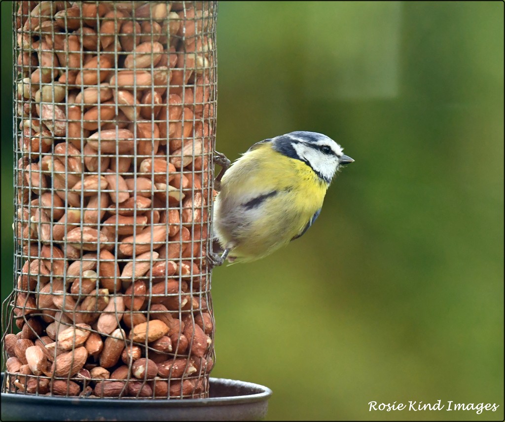 Mr or Mrs Blue Tit on the feeder by rosiekind