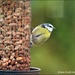 Mr or Mrs Blue Tit on the feeder by rosiekind
