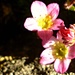 Sunny Saxifrage  by countrylassie