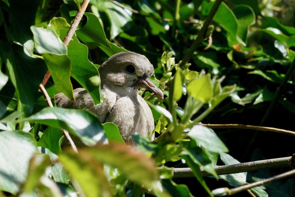 COLLARED DOVE CHICK by markp