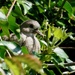 COLLARED DOVE CHICK by markp