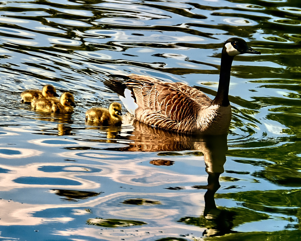 Mama Goose and Babies by joysfocus
