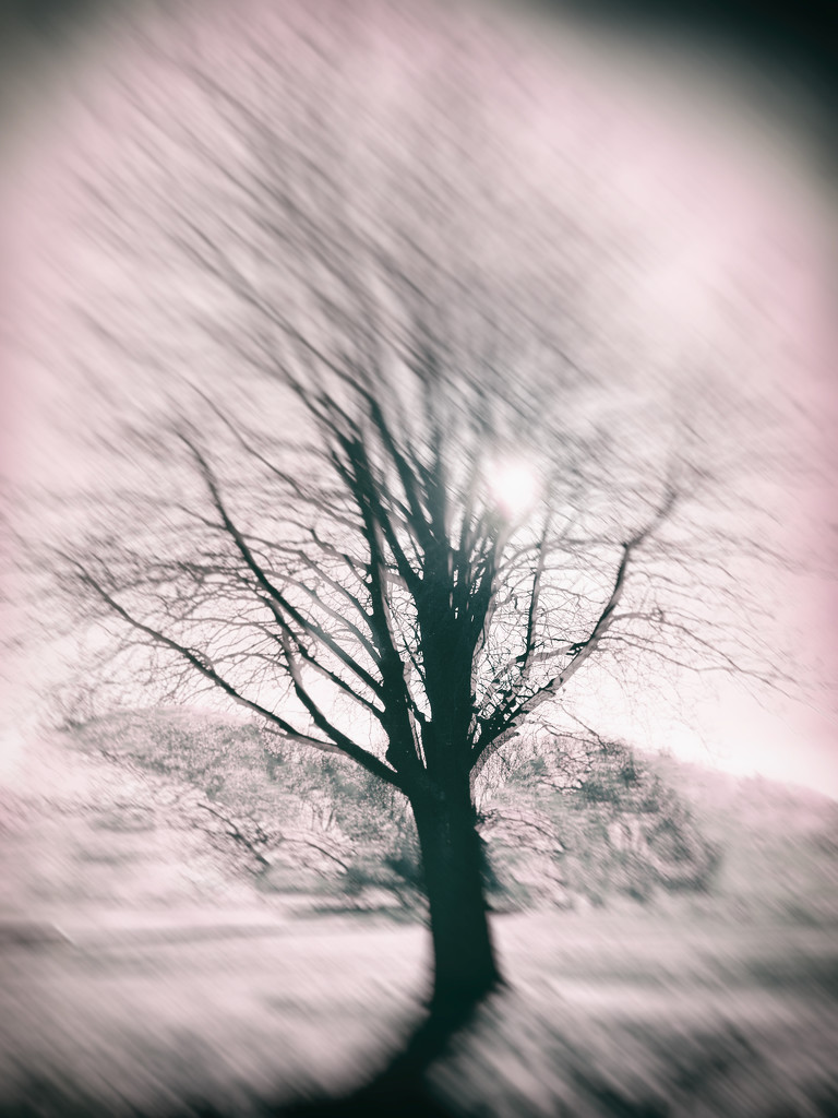 Blurry tree by jocasta