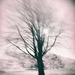 Blurry tree by jocasta