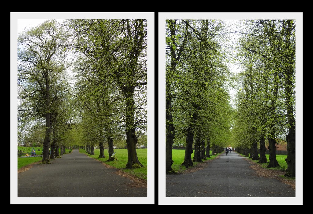 Avenues of Trees by oldjosh