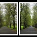 Avenues of Trees by oldjosh