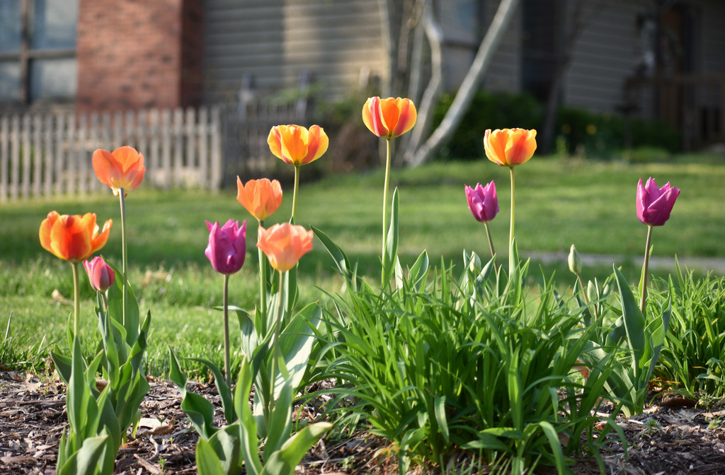 Tiptoe Through the Tulips by alophoto