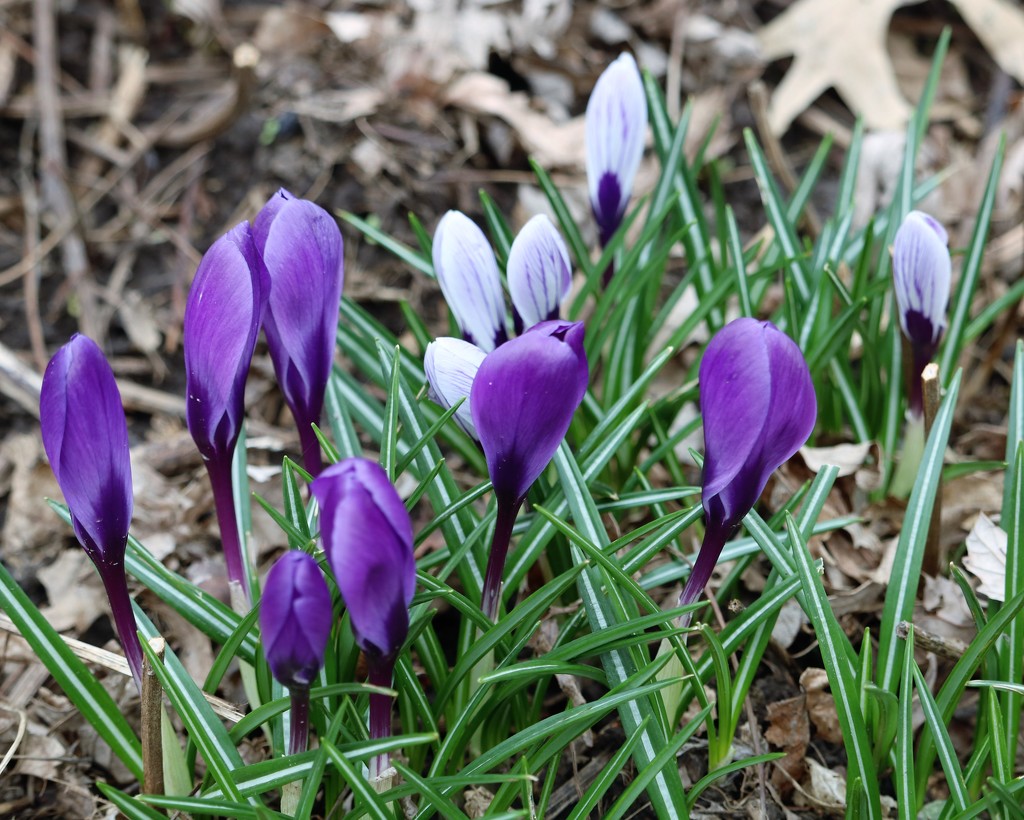 March 14: Purple by daisymiller