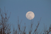 6th Apr 2020 - Pink supermoon