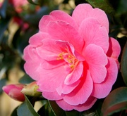 13th Apr 2020 - Camellia