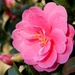 Camellia by filsie65