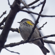 13th Apr 2020 - Yellow-rumped warbler
