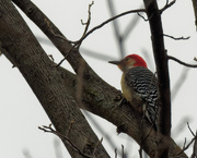 13th Apr 2020 - Red-bellied woodpecker