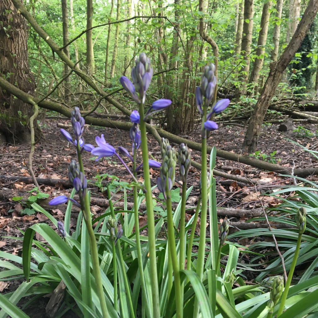 First bluebells of the year by mollw
