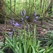First bluebells of the year by mollw