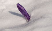 13th Apr 2020 - Brrrrrrrrrr Crocus in the Snow