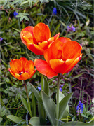 13th Apr 2020 - More Tulips