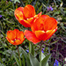 More Tulips by pcoulson