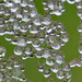 Ice bubbles by larrysphotos