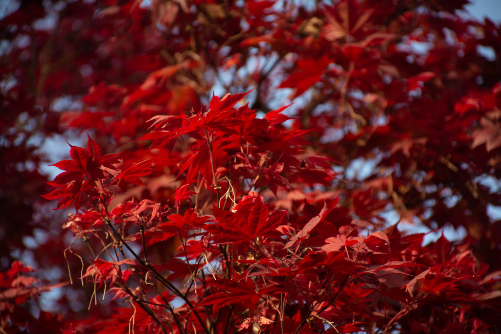 Red Maple... by thewatersphotos