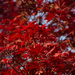 Red Maple... by thewatersphotos