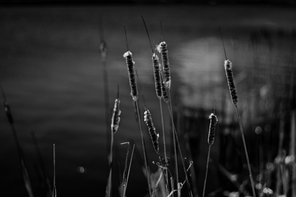 Cattails by tosee