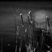 Cattails by tosee
