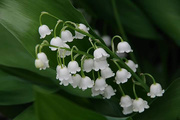 16th Apr 2020 - Lily of the Valley