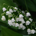 Lily of the Valley by dawnbjohnson2