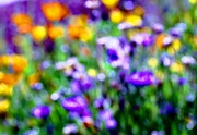14th Apr 2020 - technicolor spring